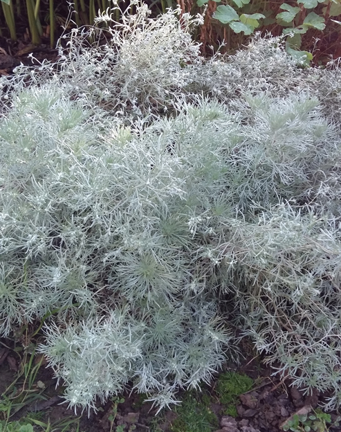 Artemisia schmidtiana `Nana`