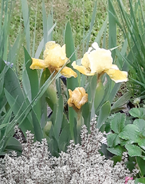 Iris barbata-nana `Toskanerprinz`