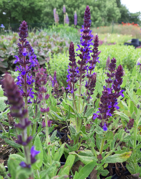 Salvia Nemorosa Ostfriesland Pflanzen Franken
