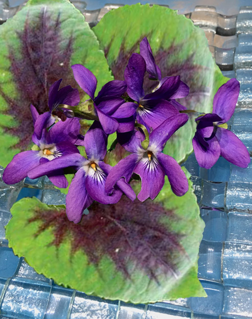 Viola coreana `Mars`