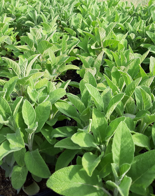 Salvia officinalis `Berggarten`